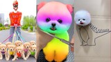 Funny and Cute Dog Pomeranian 😍🐶| Funny Puppy Videos #151