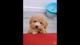 Yêu boss | Cún con đi hai chân xin ăn #chuchodihaichan #poodle #cuncon #yeucun #boss #yeuchomeo #pet
