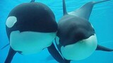 Killer whale having fun with humans