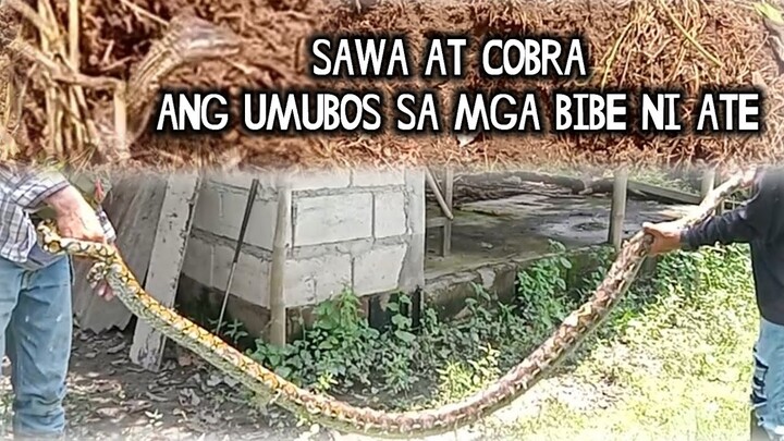 Cobra at sawa ang umubos sa mga bibe ni ate