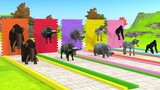 Choose The Right Wall Game With Elephant Buffalo Hippo Zebra Gorilla | 3d Animal Game