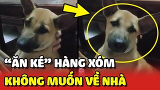 Chủ đi vắng, chú chó phải sang nhà hàng xóm để ĂN KÉ và cái kết 😂 | Yêu Lu