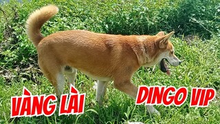 Chú chó vàng Dingo buổi đầu đi dạo. Quá chuẩn 'men'.