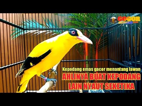 KICAU SUARA kepodang emas gacor MENCARI LAWAN ini AHLINYA MENJADIKAN burung podang NYAUT SEKETIKA