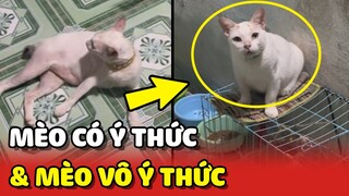 Sự khác biệt giữa Mèo CÓ Ý THỨC và Mèo VÔ Ý THỨC 😂 | Yêu Lu