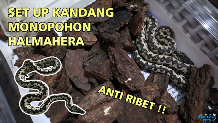 Set Up Kandang dan Cara Pelihara Monopohon Halmahera (Candoia paulsoni tasmai), Cocok Buat Pemula !!