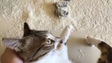 my cat! ! ! ! Shit in my rice vat! ! ! ! !