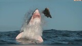 ฉลามขาวที่ใหญ่ที่สุดที่เคยจับได้บนกล้อง