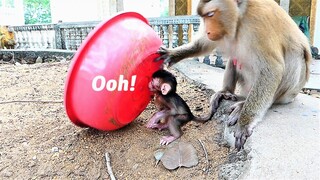 Mother Joanna Monkey Makes Fun with Big Bowl and Baby Juventus Tries to Escape