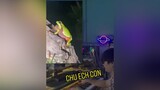 Chú ếch con remix ( phiên bản ca sĩ ếch ) 🤣 remix chuechcon dj music foryou TikTokGGVN hưnghackremix
