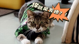 猫柱加入无限城决战！