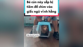 Bé cún liệt sắp bị mang đi tiêm để chìm vào giấc ngủ vĩnh hằng joydogmom yeuchomeo doglover chomeodethuong handicappeddogs dogmom adoptdontshop foreverwheelchair kindness euthanasia clipbuon karma