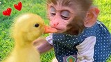 Baby monkey Bon Bon riding a bicycle and a beautiful friendship with a duckling
