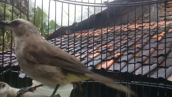 SUARA TERAPI BURUNG TRUCUKAN SAAT HUJAN || cocok buat burung macet bunyi dan buat masteran