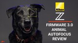 Nikon Z Firmware 3.0 Animal Autofocus Review // Dogs & Wildlife Photography