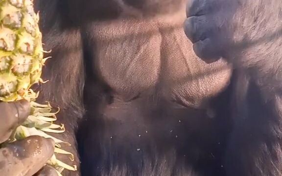 Gorila sedang memakan nanas berukuran besar