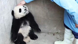 Panda marah di sudut tembok, pengasuhnya datang untuk menenangkan.