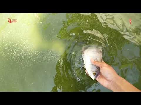 IKAN GURAME BANYAK YANG MATI SAAT PANEN. INI SOLUSINYA