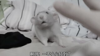 【花枝鼠】当你的鼠无条件信任你的时候