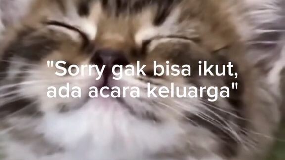 story kucing