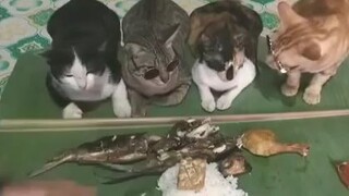 neko aja bisa tahan masa elu gak bisa nahan nekopoi