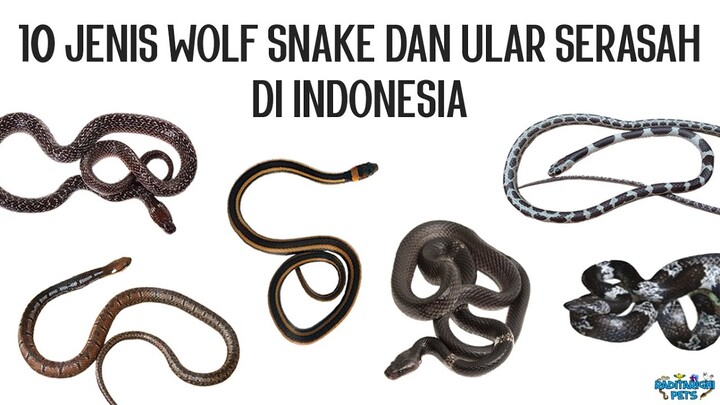 10 Jenis Wolf Snake (Ular Serigala/Ular Cicak) dan Many-toothed Snake (Ular Serasah) di Indonesia