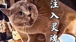 猫咪歌原创来了！我把猫呕吐的声音做成了一首歌！！！