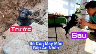 Chó con  may mắn thoát chết và cái kết hạnh phúc bên anh chủ dễ thương