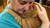 Cats fill your home with love and fur! - Cute Cat Show Love To Owner