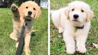 These Cute Golden Baby Are Adorable 😍 Watch It All To See What You're Doing 🐶 😋 | Cute Puppies
