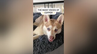 Which voice is your favourite? funnydog minihusky husky