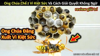 Khi Ong Chúa Đăng Xuất Vì Kiệt Sức Và Cách Giải Quyết Không Ngờ || Review Giải Trí Đời Sống