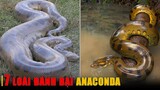 7 loài động vật có thể đánh bại Anaconda