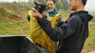 A rural guy bought a dog from a dog dealer for 60 yuan. Did he really make it into a delicacy?