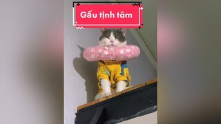 Học cách tịnh tâm 🥲🥲🥲 mèo xuhuong fyp cat catlovers chiecmeotengau voiceeffects