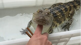 Teasing a crocodile