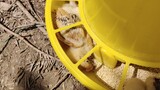 [Life] The Baby Chick Stuck in the Feed Trough