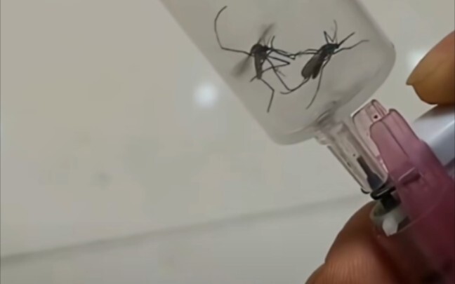 Mosquito: It feels so good, everyone