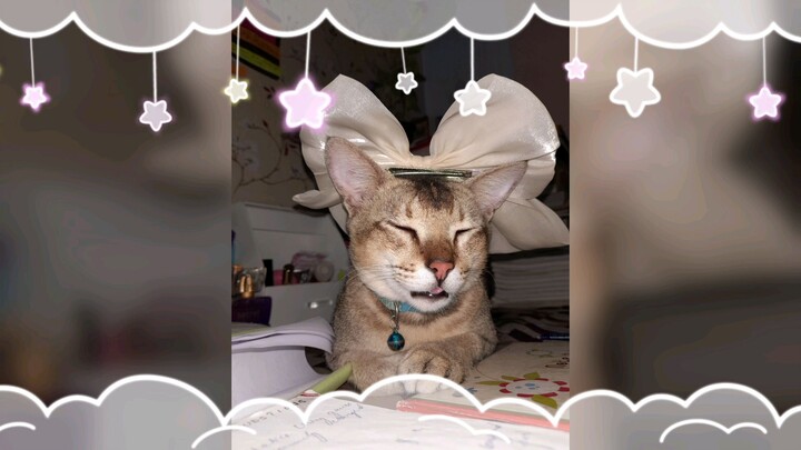 #milo#cat#love