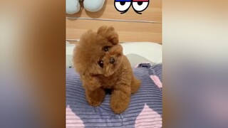 Ồ sao bé không lắc chó_cưng chócute chócon chópoodle chó poodle boss