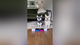 she really thought about 😅 cutedogs kleekai funnytok