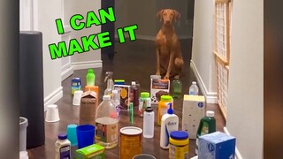 SO FUNNY 😂😂 TRY NOT TO LAUGH FUNNY DOG FAILS VIDEOS 2022 #4 - Daily Dose of Laughter!