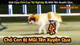 Giải Cứu Chó Con Đáng Thương Bị Mũi Tên Xuyên Qua Cơ Thể || Review Giải Trí Đời Sống