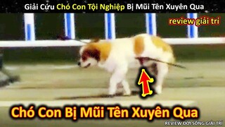 Giải Cứu Chó Con Đáng Thương Bị Mũi Tên Xuyên Qua Cơ Thể || Review Giải Trí Đời Sống