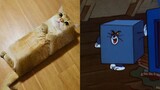 [Hài hước] Tom và Jerry phiên bản đời thực