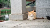 There are so many cats hidden in this park in Guangzhou.