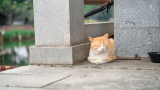 广州的这个公园竟然藏着这么多猫猫