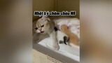 Con của cún 1 đứa khoẻ 1 đứa còn hơi yếu. Con của Cám như trâu ạcat mèo cute