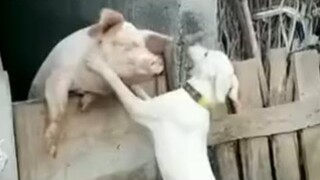 Try not to laugh watching funny animals compilation- Best of Funny animal videos