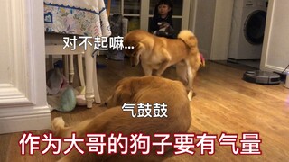 哈尼作为大哥哥的一天